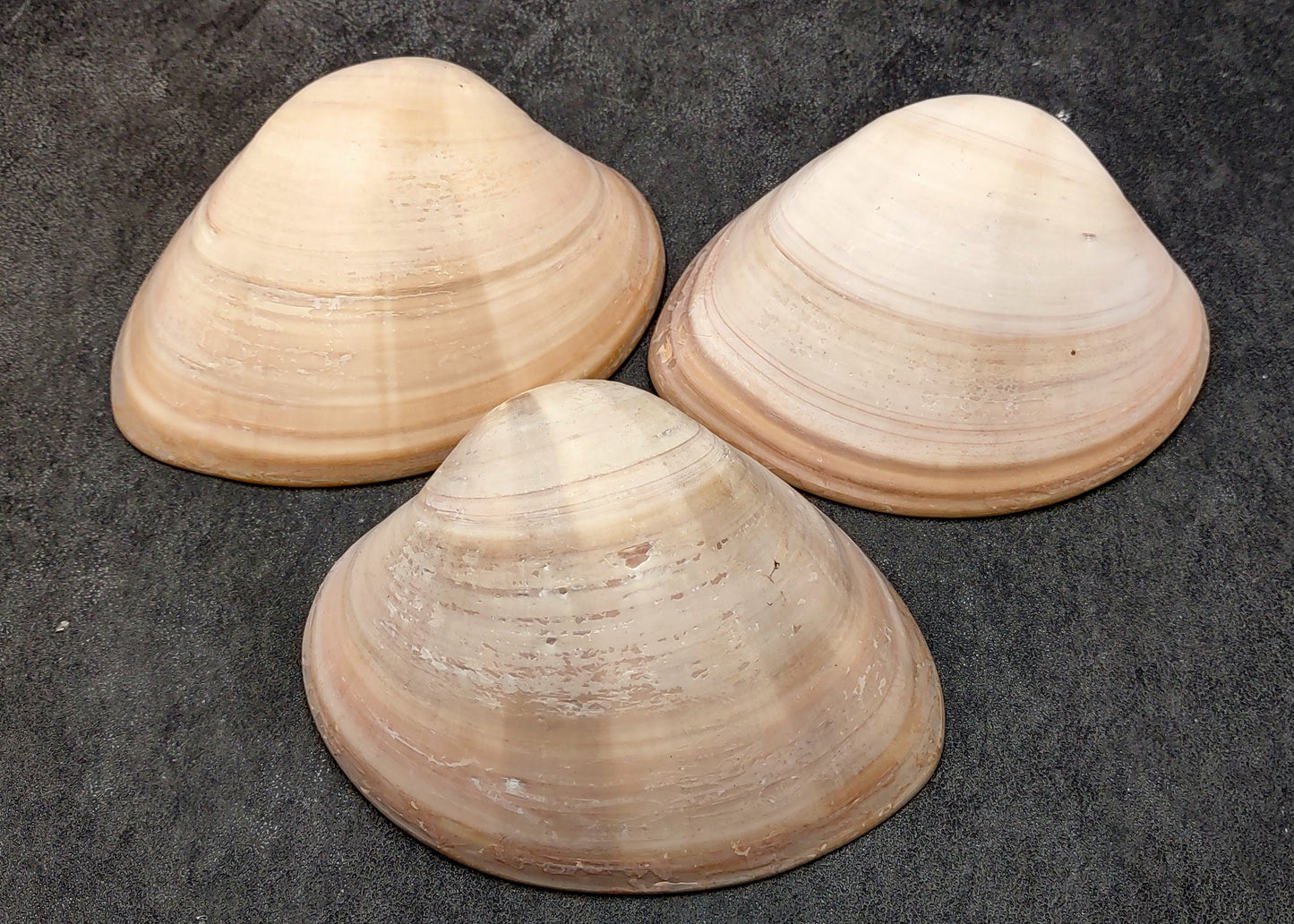 Mocha Clam Seashells Megapitaria Squalida (3 shells approx. 3+ inches) Clam shell great for display collecting & coastal crafting!