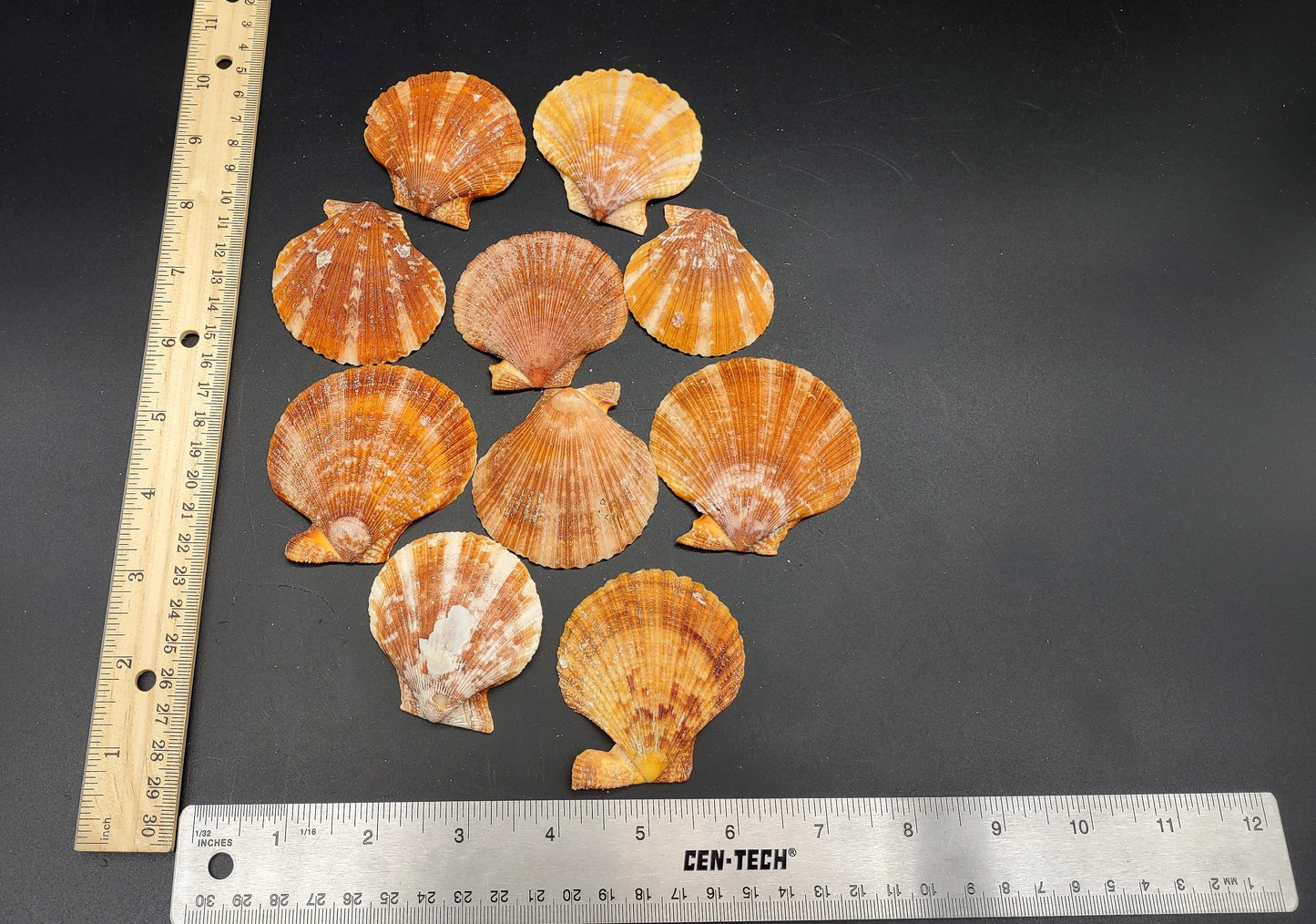 Tawny Brown Scallop Noble Pectin Halves Pecten Nobolis (Approx. quarter pound shells 2+ inches) Great shells for coastal arts & crafts!