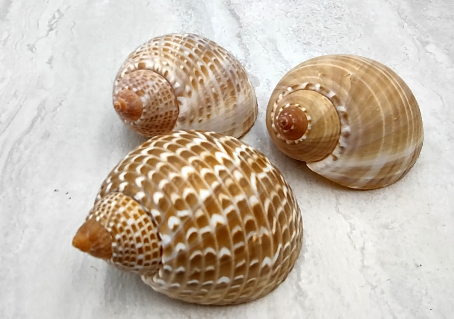Pacific Partridge Tun Seashell (3-4 inches) - Tonna Perdix. Two brown and white shells, one showing the spiral and design, the other showing the opening. Copyright 2022 SeaShellSupply.com.
