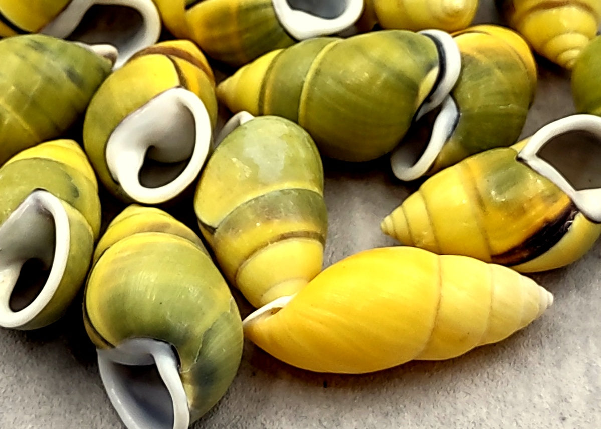 Yellow Land Snail Shells Amphidromus Sowerbyi (3 shells approx. 1.5+ inches). Three yellow and green spiral striped snail shells with white opening. Copyright 2022 SeaShellSupply.com.