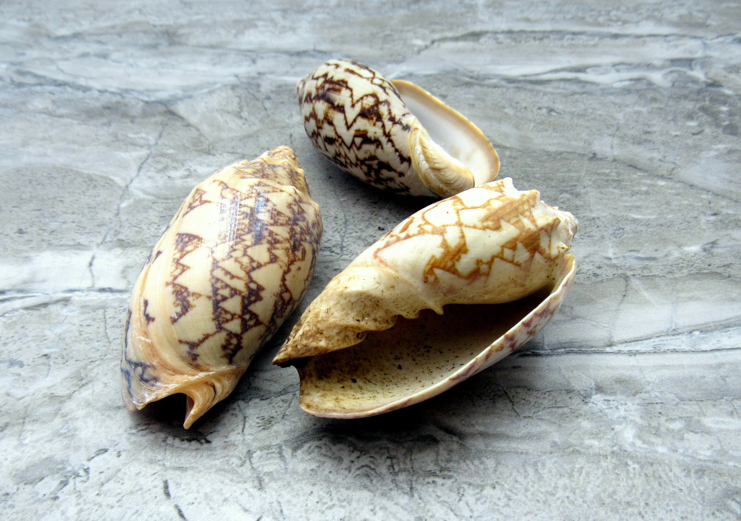 Bat Volute Seashells (3 pcs.) - (2-3 inches) - Cymbiola Vespertilio. Multiple tan and light yellow shells in a pile. Copyright 2022 SeaShellSupply.com.