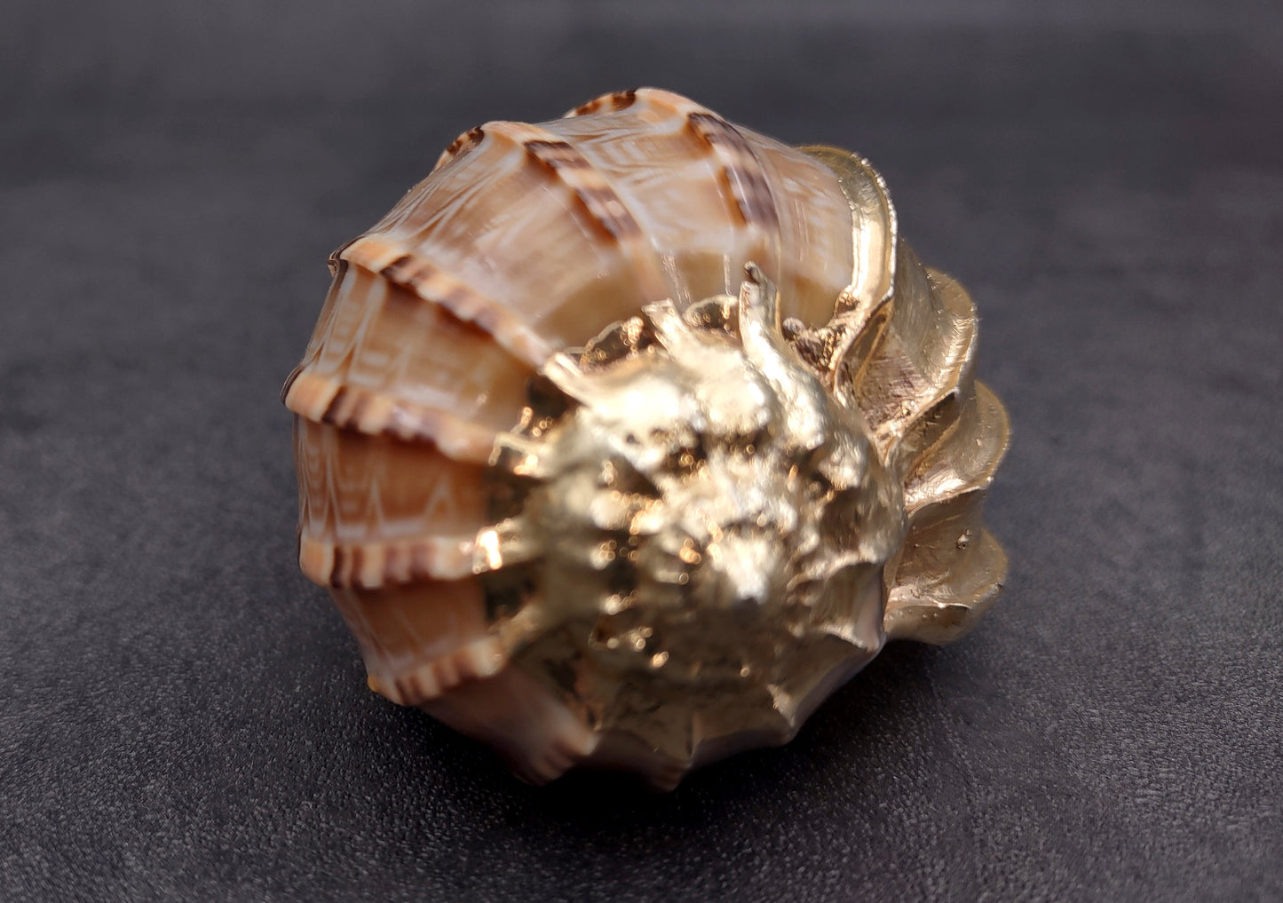 Silver-Plated Major Harp - Harpa Harpa - (1 Shell approx. 3+ inches) One silver plated harp shell. Copyright 2024 SeaShellSupply.com