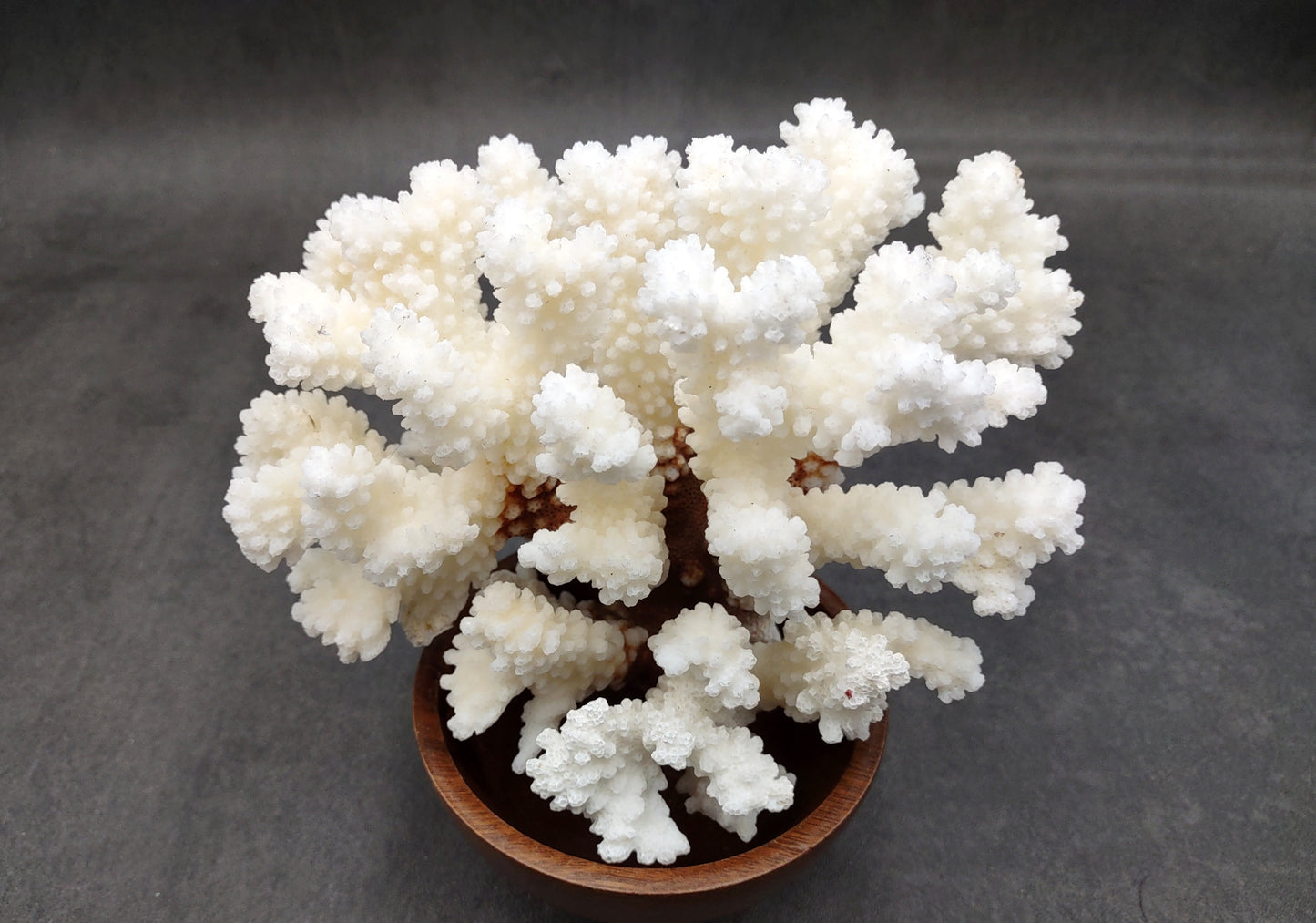 Brownstem White Coral Cluster Pocillopora Verrucosa (1 coral approx. 6.25L x 5H x 5D inches) Coral for coastal collections & display!