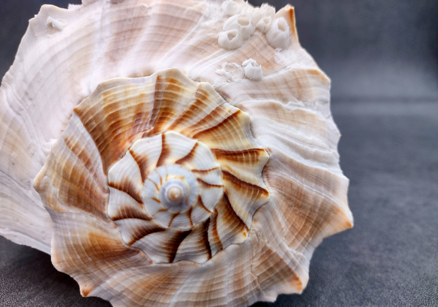 Image of large gorgeous Left Handed Streaked Knobbed Whelk. Ranging in color from creamy tan to gray and even purple. Copyright 2024 SeashellSupply.com