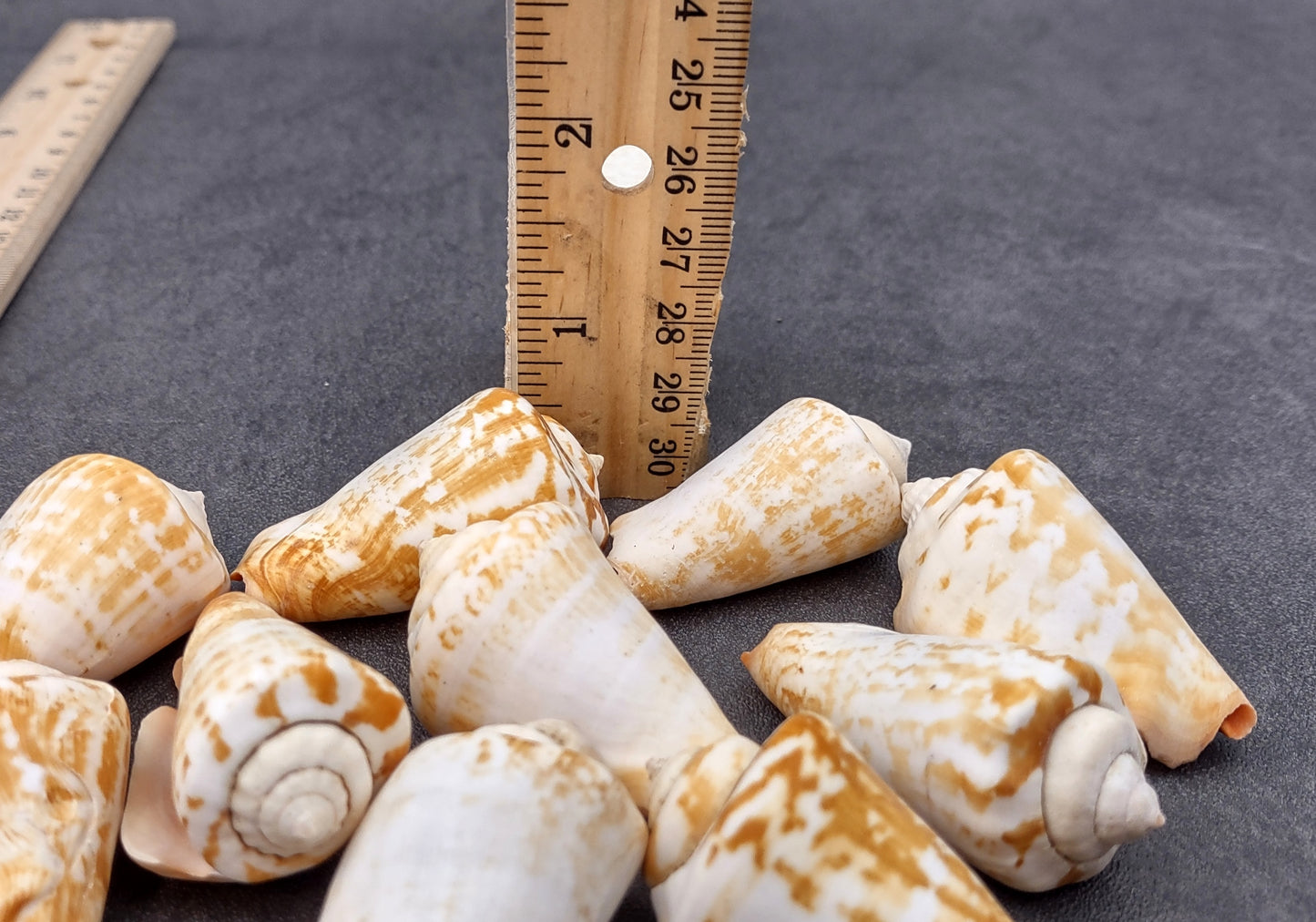 Strawberry Conch Seashells (10 pcs.) - Conomurex Luhuanus. Multiple white and tanned small shells in a pile. Copyright 2024 SeaShellSupply.com.