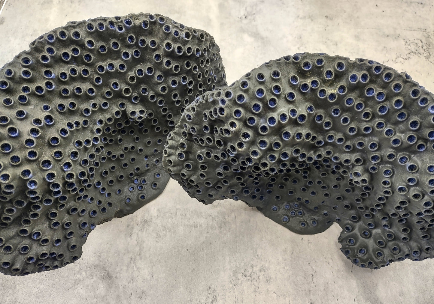 Black Cup FAUX Sun Coral - Tubastrea Peltata - (1 Coral Approx. 10Wx7Dx4T inches). A wide solid black sea fan with several holes and imprints, and a strong round like shaped base. Copyright 2022 SeaShellSupply.com.
