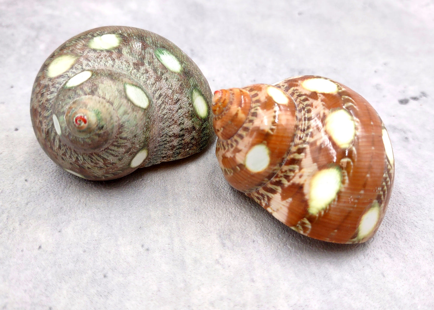 Spotted Turbo Seashells Turbo Petholatus (2 shells approx. 2+ inches) Neat shells for coastal crafting decor & collections!