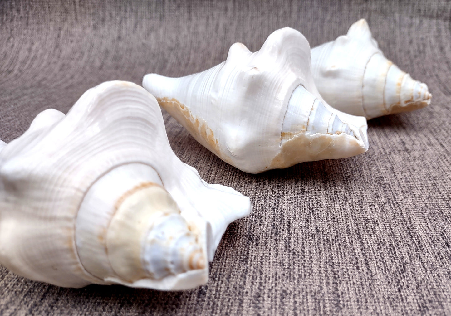 Spider Conch Seashell Lambis Lambis (1 shell approx. 4+ inches) B Grade great for coastal crafting displays and collections!
