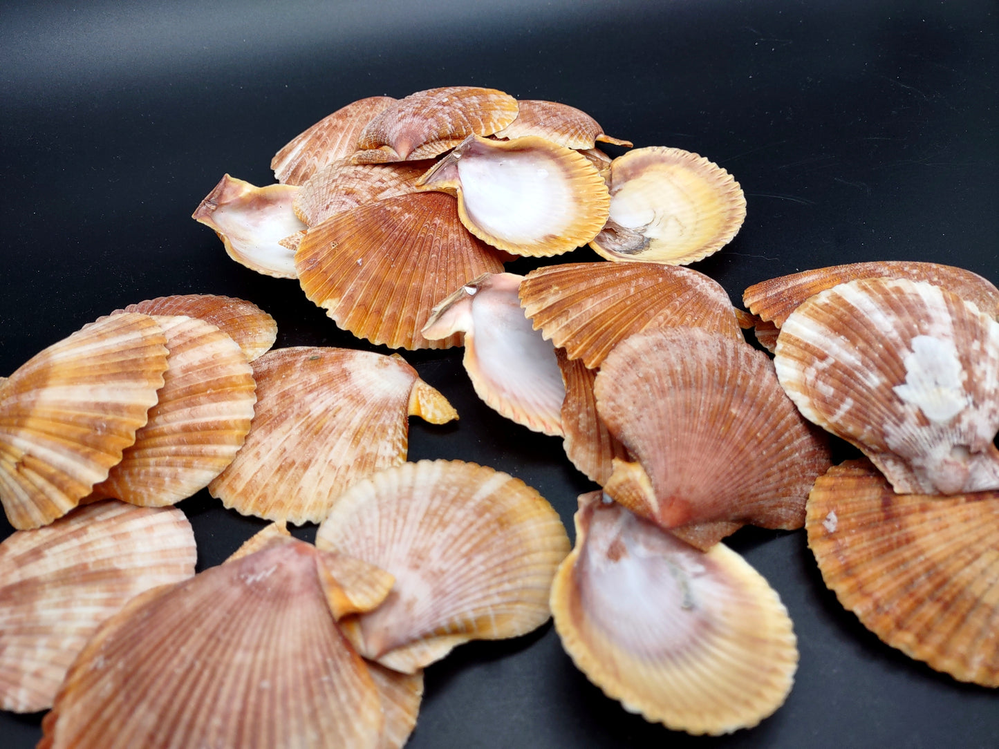 Tawny Brown Scallop Noble Pectin Halves Pecten Nobolis (Approx. quarter pound shells 2+ inches) Great shells for coastal arts & crafts!