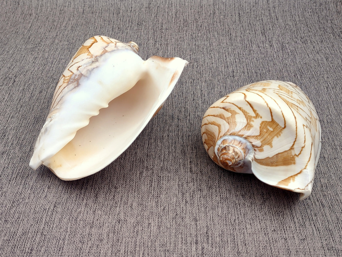 Noble Volute Seashell Voluta Nobilis (1 shell approx. 6+ inches) Perfect shells for coastal crafting decor & collections! One white shell with different tan designs on it and a wide opening. Copyright 2022 SeaShellSupply.com.