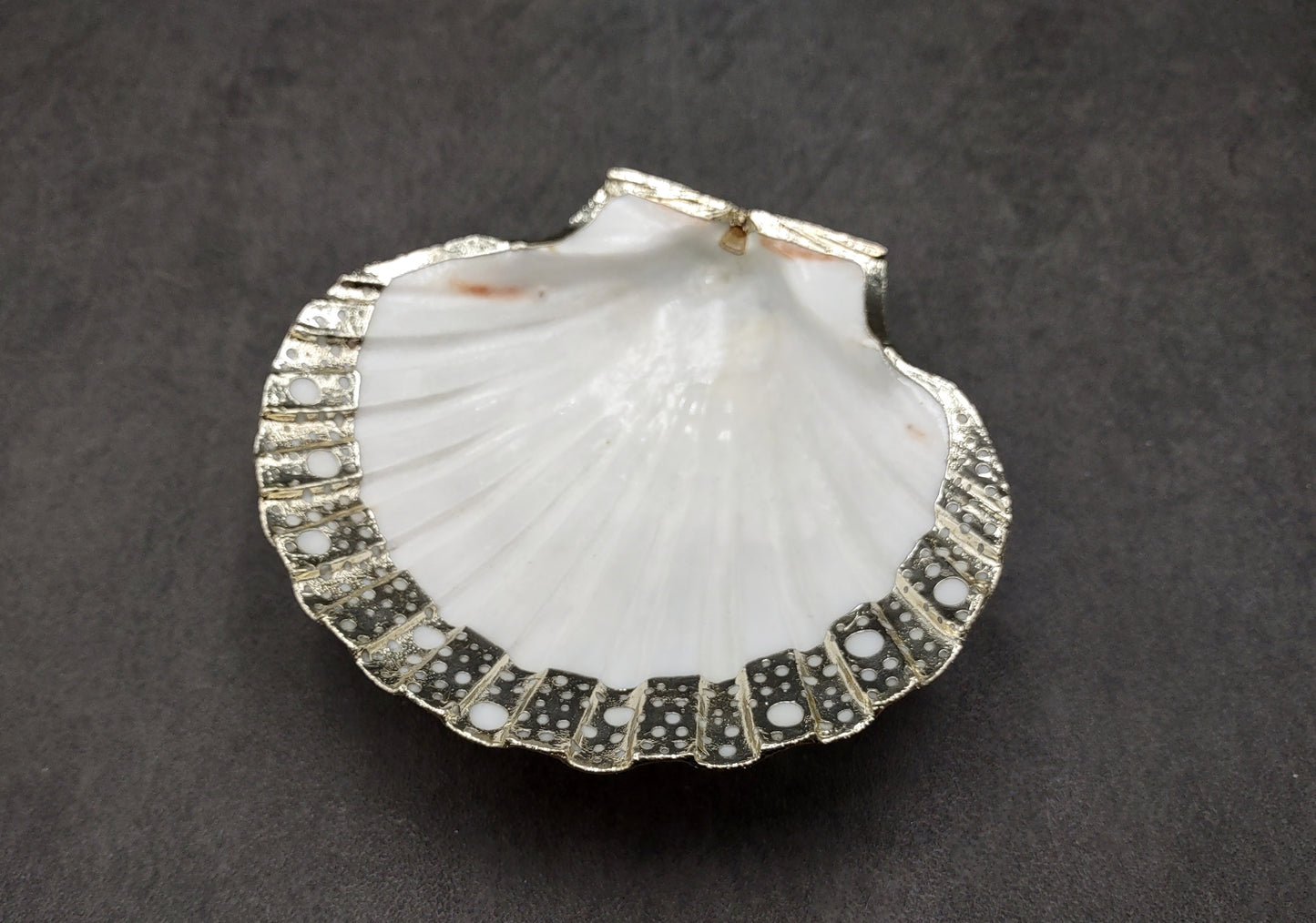 Silver Edged Scallop Seashell Dish Pecten Maximus (1 dish approx. 4.5+ inches) CIRCLE PATTERN scallop shell dish for a coastal home!