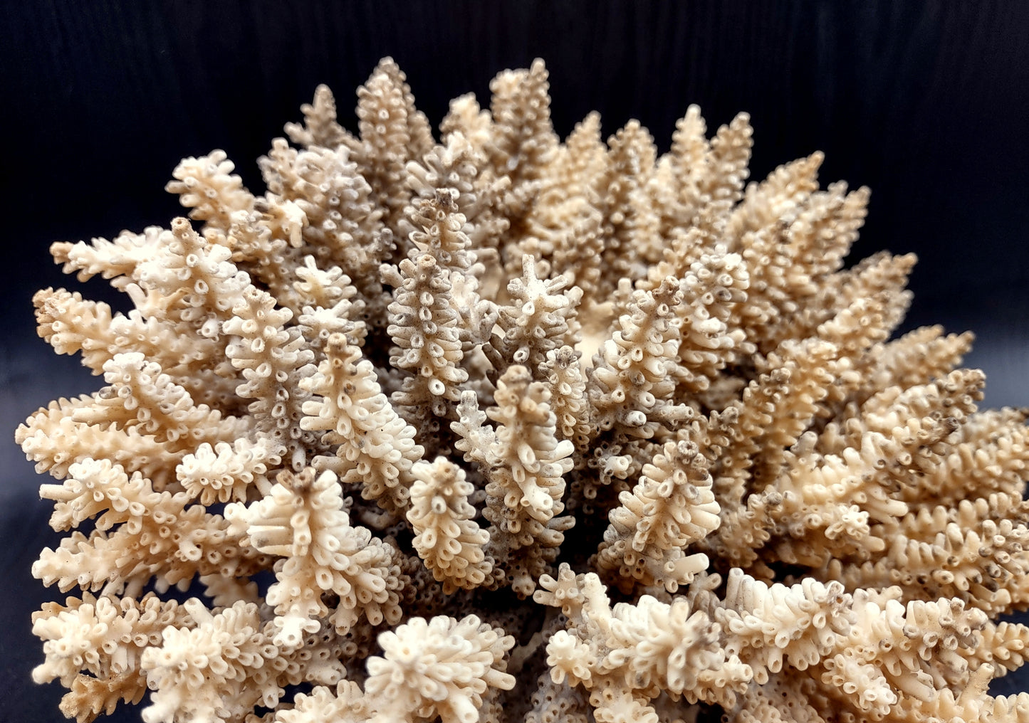 Image of Off White Natural Table Coral Large Cluster Acropora Latistella (1 coral approx. 12L x 7H x 9D inches) Copyright 2024 SeashellSupply.com
