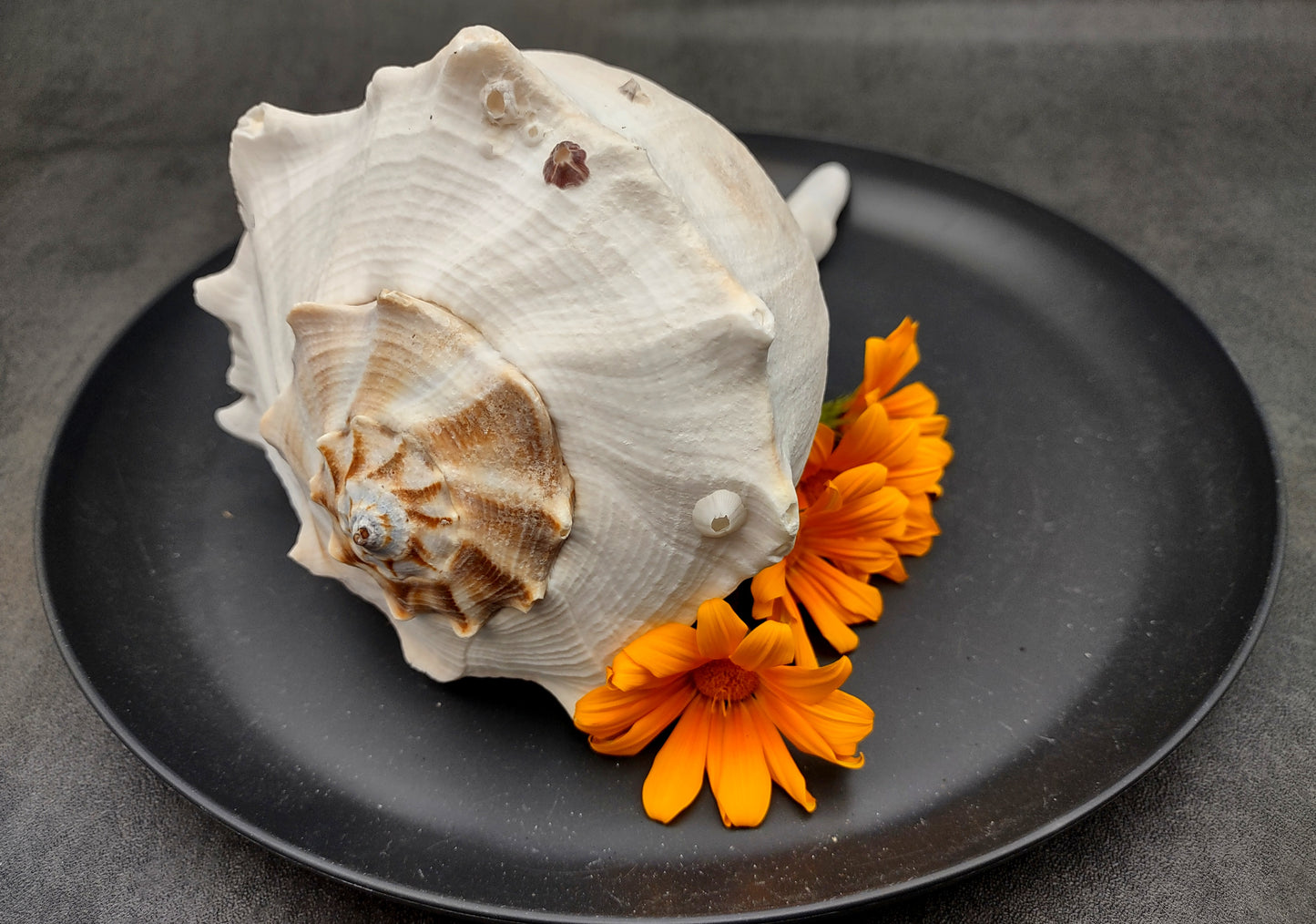 Image of large gorgeous Left Handed Streaked Knobbed Whelk. Ranging in color from creamy tan to gray and even purple. Copyright 2024 SeashellSupply.com