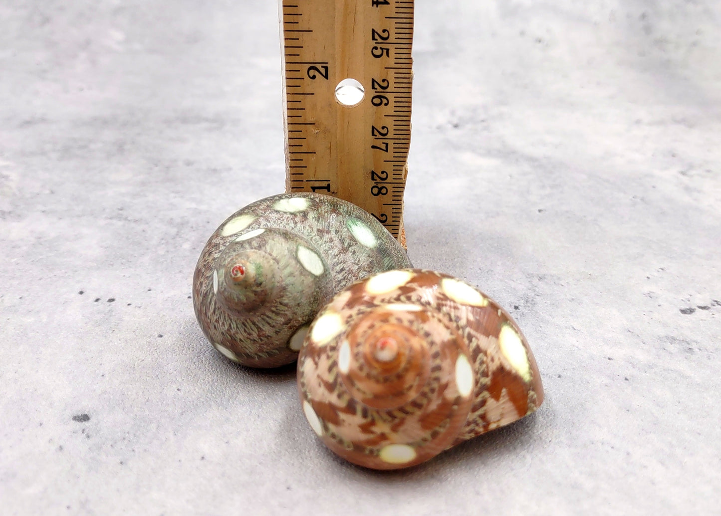 Spotted Turbo Seashells Turbo Petholatus (2 shells approx. 2+ inches) Neat shells for coastal crafting decor & collections!