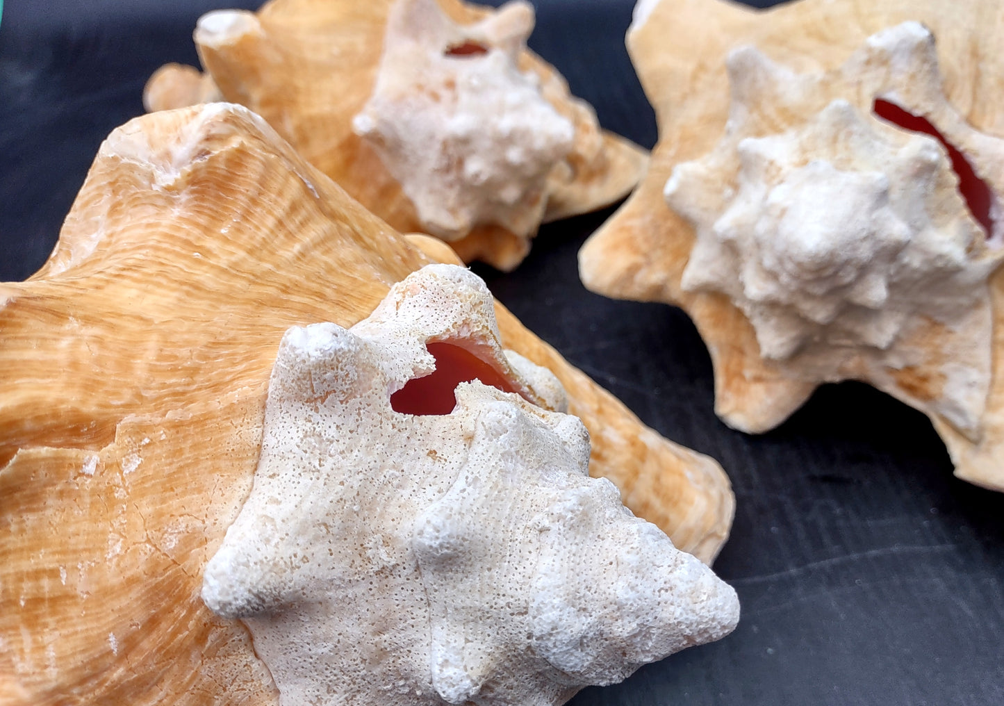 Queen/Pink Conch - Slit Back - Strobus Gigas - (1 shell approx. 8 inches). One pink and white shell. Copyright 2024 SeaShellSupply.com.