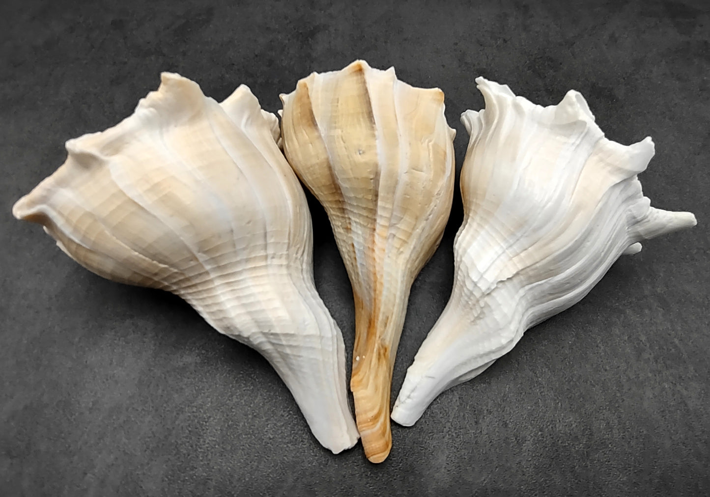 Lightning Whelk - Busycon Contrarium - (1 shell approx. 6-7 inches). One grey and white spiral shell with medium sized opening. Copyright 2022 SeaShellSupply.com.