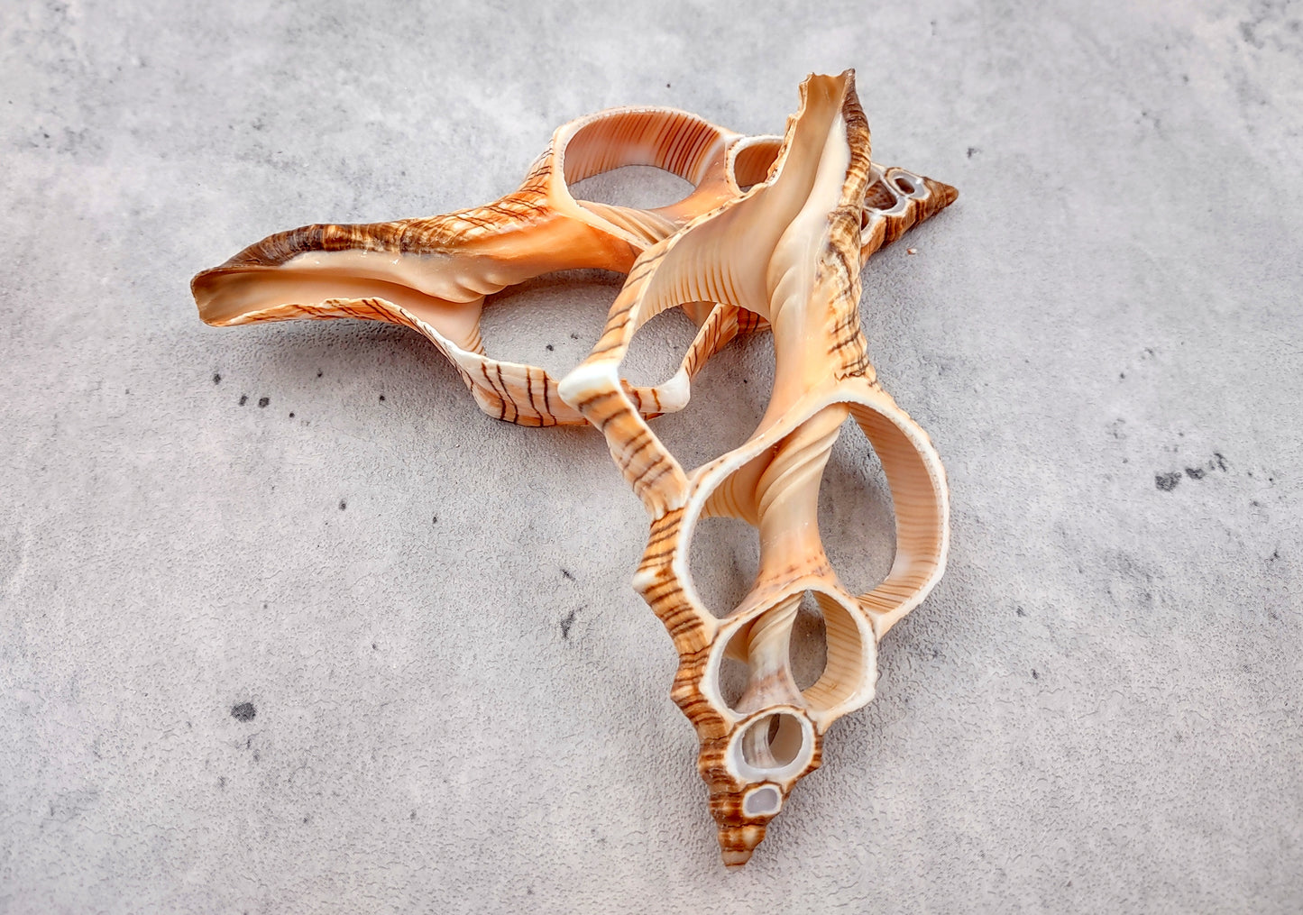 Photo of a pair of orange and cream large center cut fox shells. Copyright 2024 SeashellSupply.com