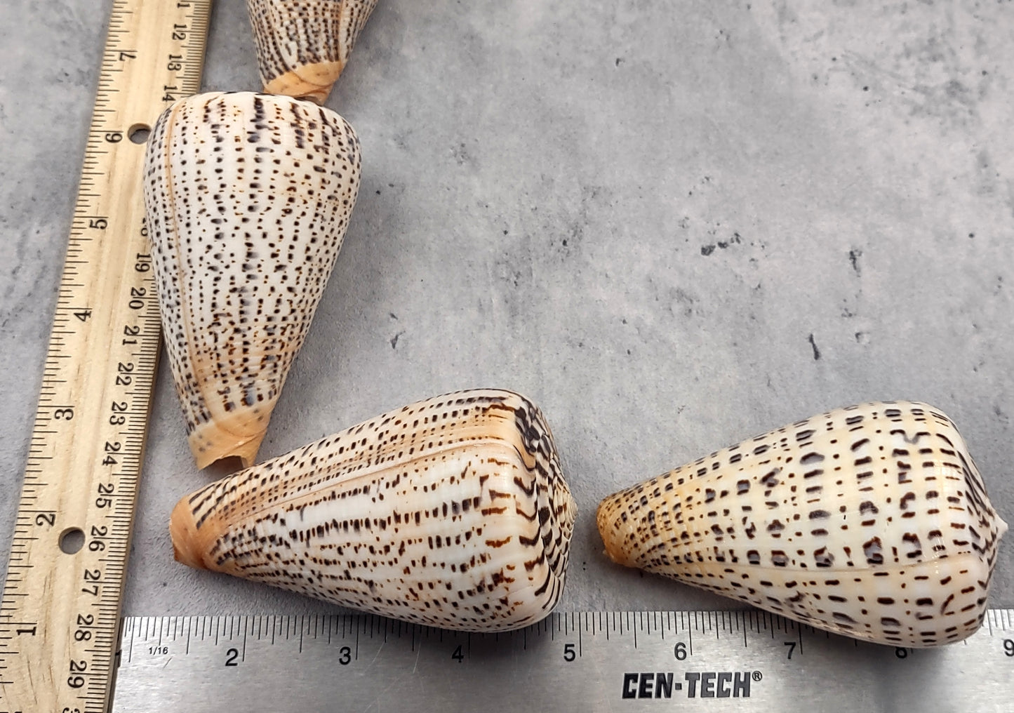 Suratan Cone Seashell (3 inch) - Conus Suratensis. Mainly white shells with black spots, one sitting to show the design and one to show the opening. Copyright 2024 SeaShellSupply.com.