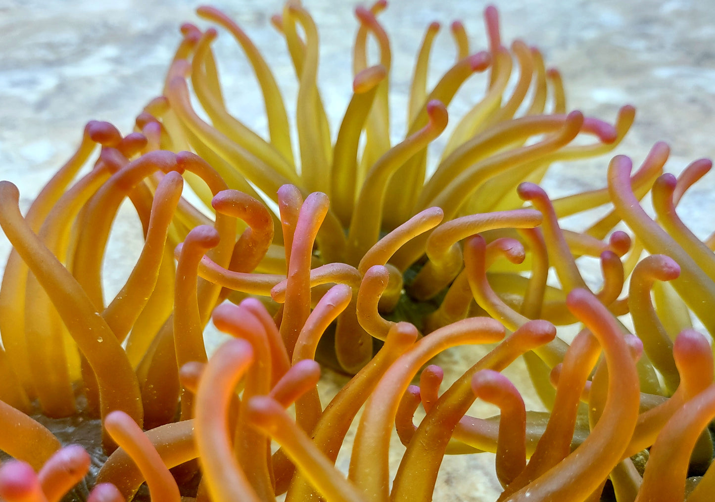 A photo of a single Green FAUX Anemone Condylactis Gigantea. Copyright 2024 SeashellSupply.com