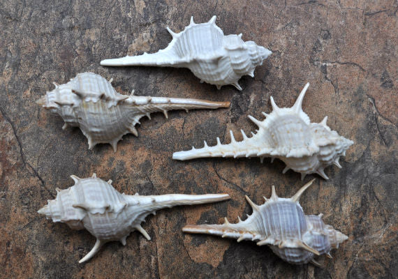 Murex Ternispina Seashells (5 shells 2+ inches) Superb shells for coastal crafting décor & collections!