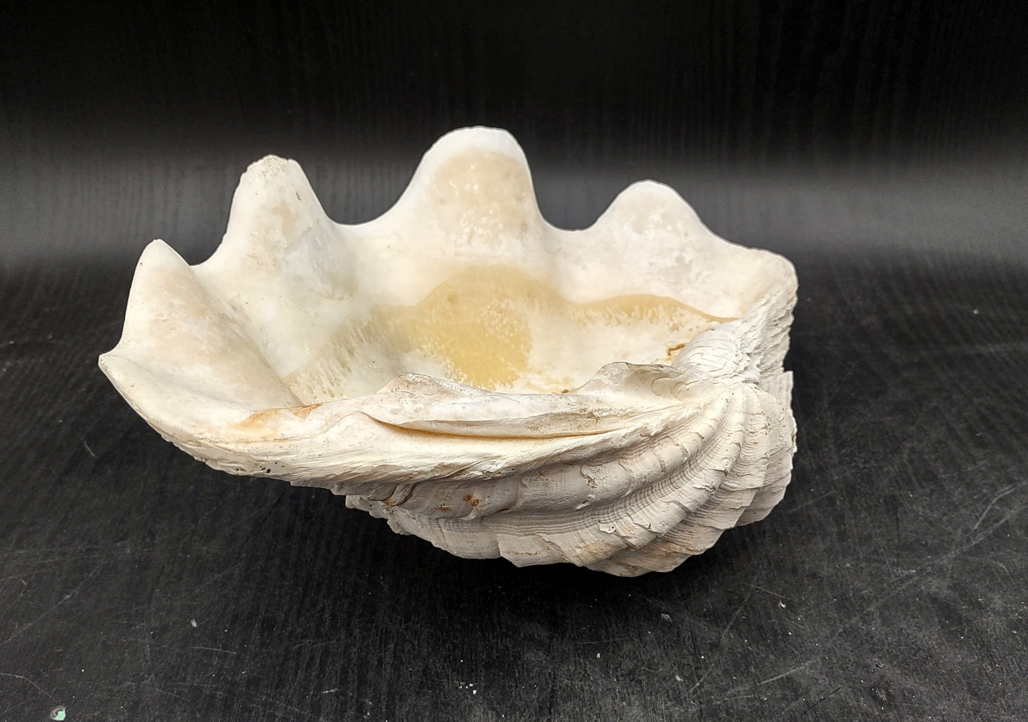 Giant clam shell individual specimen. Copyright 2024 SeashellSupply.com
