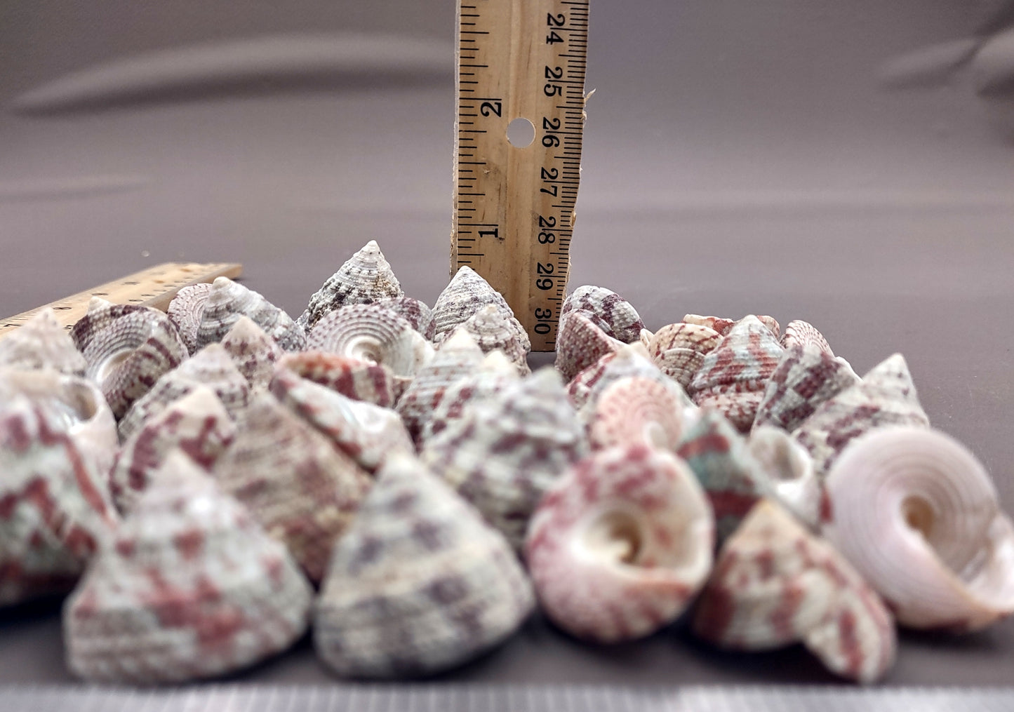 Christmas Tree Top Shells - Trochus Radiatus - (10 shells approx. .5-1 inches). Different shades of Orange and Teal shells in pile. Copyright 2024 SeaShellSupply.com.