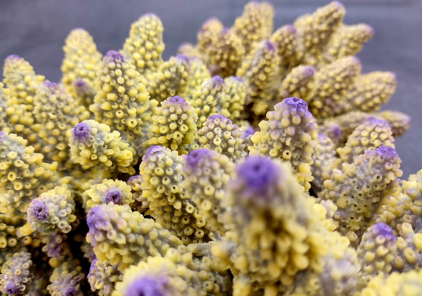  Yellow Finger Staghorn FAUX Coral - Acropora Humilis - (1 FAUX Coral approx. 5.5x3.5x5 inches). yellow and purple branched tentacles. Copyright 2024 SeaShellSupply.com.