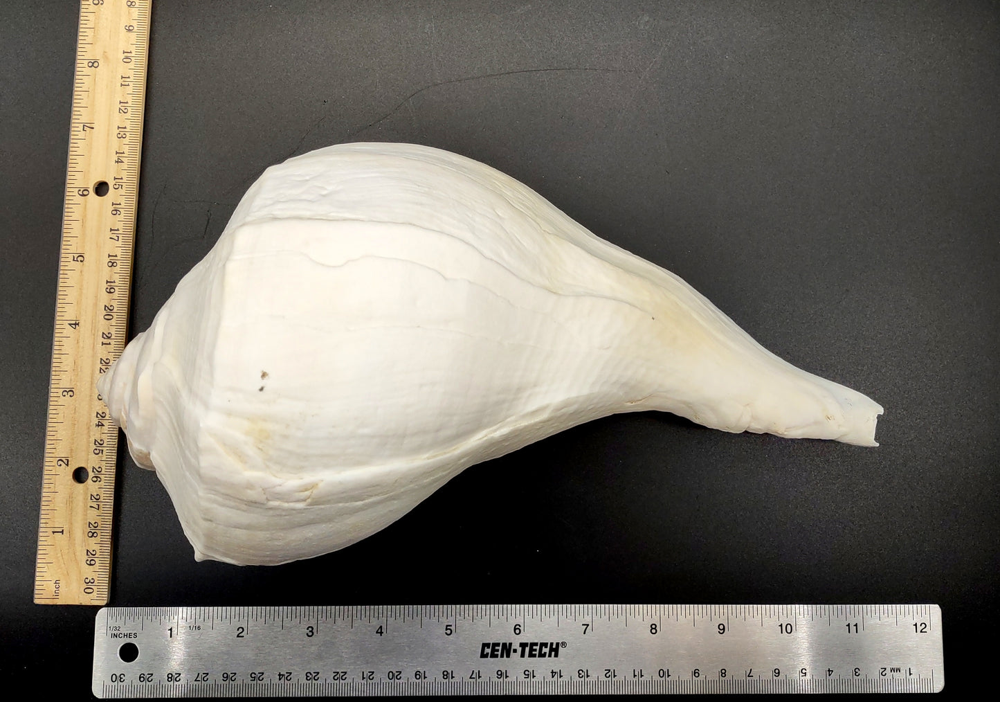 Left Handed Lightning Whelk Busycon Contrarium (1 shell approx. 10+ inches) Large shells for coastal crafting décor & collections!