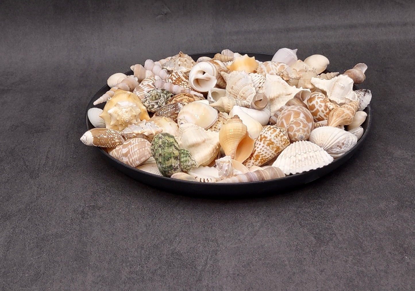 Indian Ocean Seashell Mix (approx. 1 kilogram 160+ shells 0.5-2+ inches) Great shells for coastal crafting and collections!