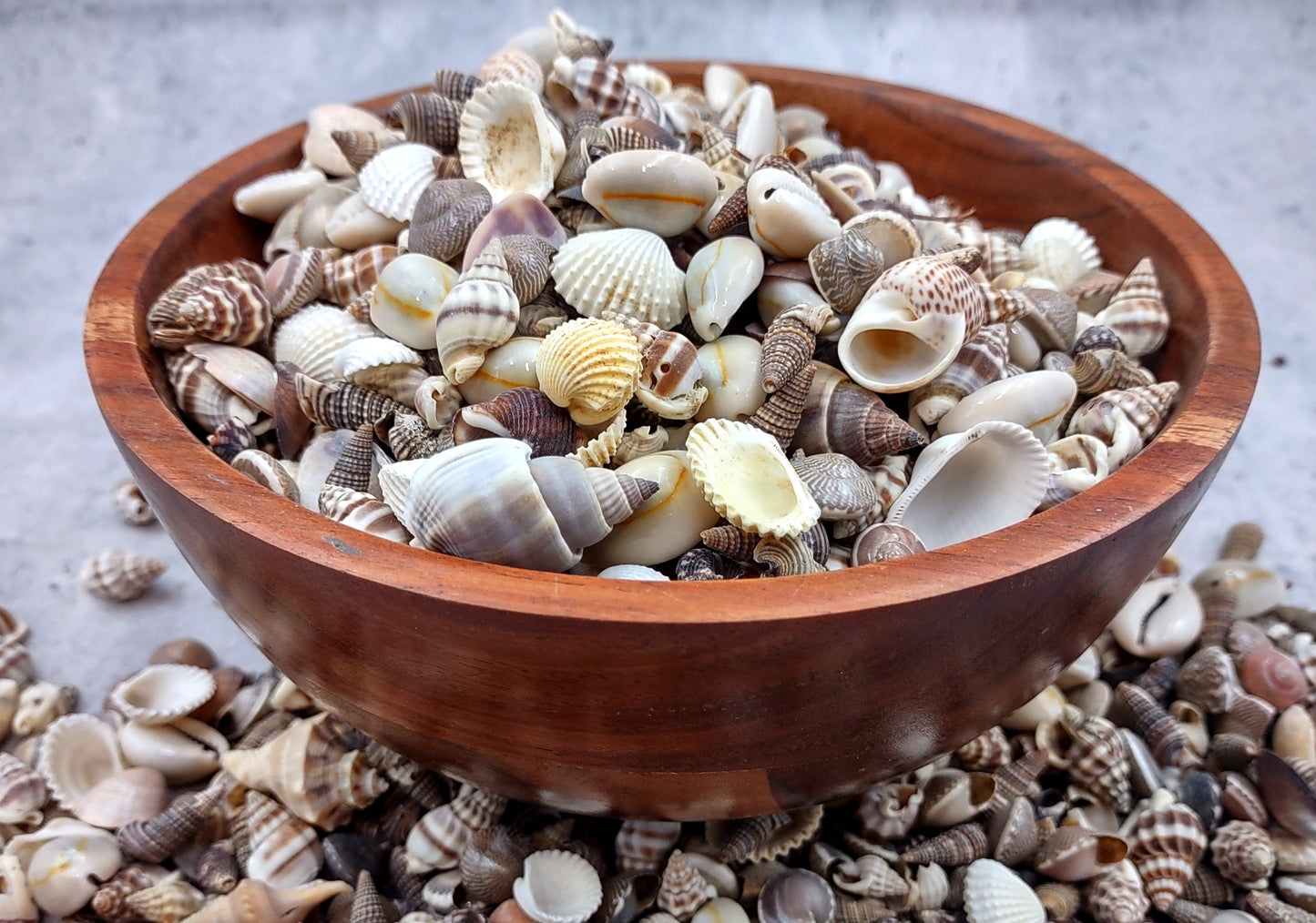 Extra Small Seashell Assorted Ocean Mix (approx. 1 kilogram 0.50+ inches) Superb shells for coastal crafting and collections!