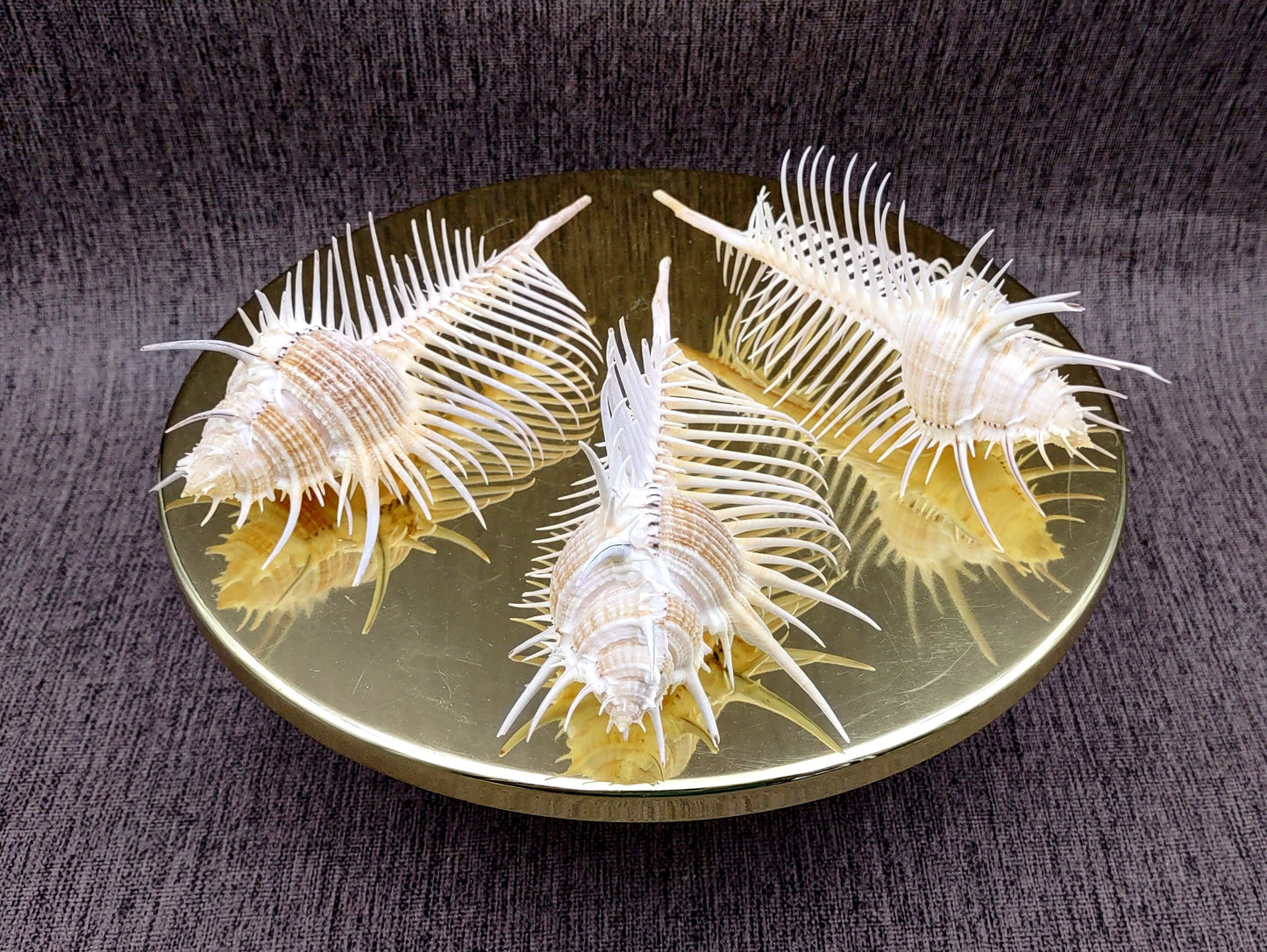 Murex Comb Seashell Murex Pecten (1 shell approx. 6+ inches) Special shells for coastal crafting décor & collections!