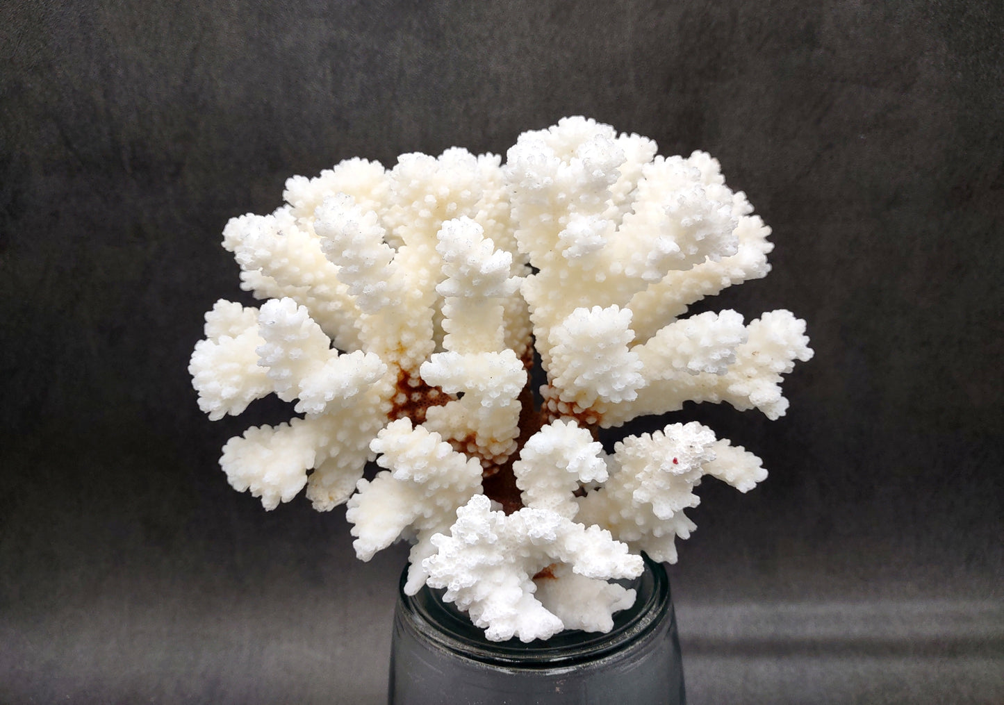 Brownstem White Coral Cluster Pocillopora Verrucosa (1 coral approx. 6.25L x 5H x 5D inches) Coral for coastal collections & display!