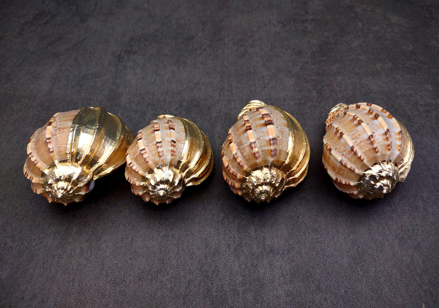 Silver-Plated Major Harp - Harpa Harpa - (1 Shell approx. 3+ inches) One silver plated harp shell. Copyright 2024 SeaShellSupply.com