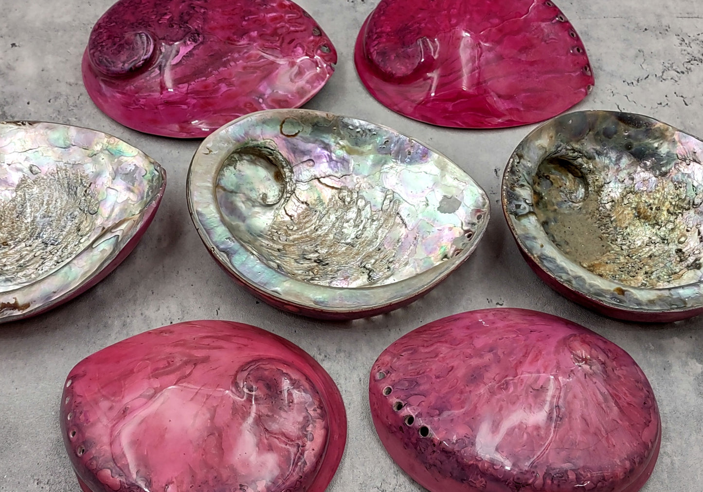 Polished Pink Midas Abalone - Haliotis Midae - (1 shell approx. 5-6 inches). One pink spiral glazed shell with wide opening and small spiral off to one side. Copyright 2022 SeaShellSupply.com.