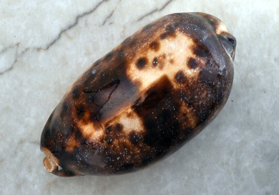 Tortoise Cowrie Seashell Cypraea Testudinaria (1 shell approx. 3-4 inches)