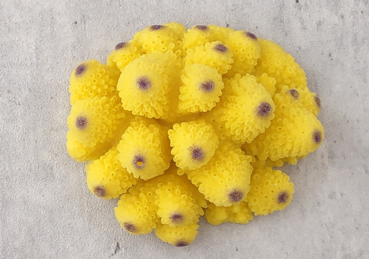 Yellow Cluster FAUX Coral - Acropora Monticulosa - (1 Fake Coral approx. 2Wx3Dx2T) on grey background. Copyright 2022 SeaShellSupply.com.