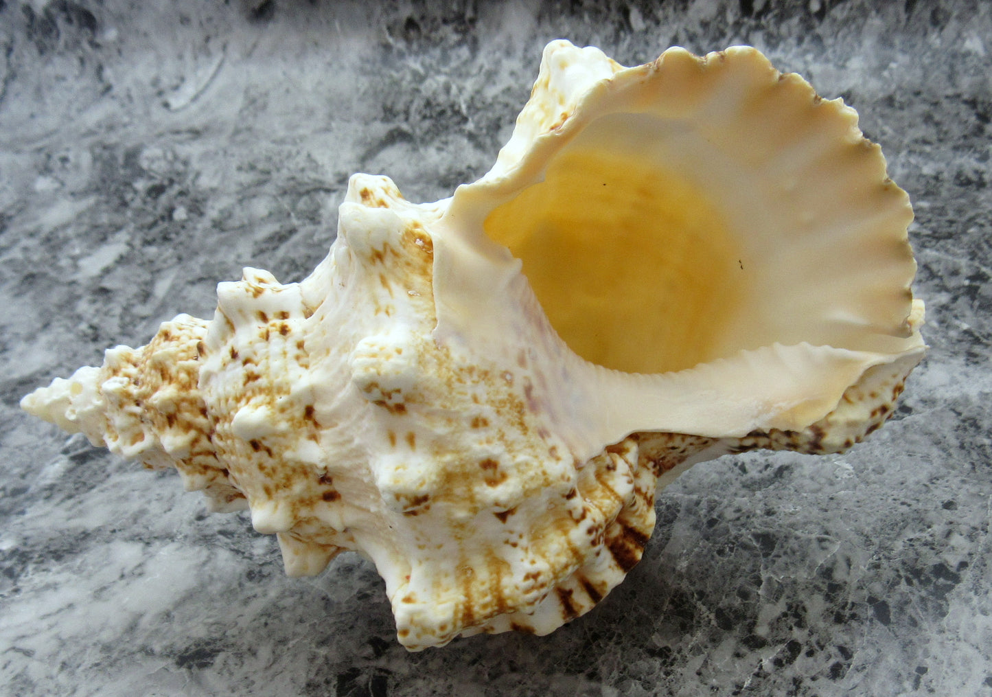 Nutmeg Snail Seashells Cancellara Undulata (15 shells approx. 1+ inches) Adorable shells for any coastal collection or display! Brown and tan pastel shells. Copy right 2024 SeaShellMart101.com