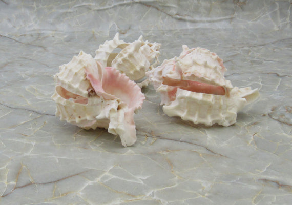 Multi Cut Pink Murex - Murex Erythrostomus - (3 Shells approx. 2.5-3 inches). Three white spiked shells with a lighter pink inside and wide spiral. Copyright 2022 SeaShellSupply.com.