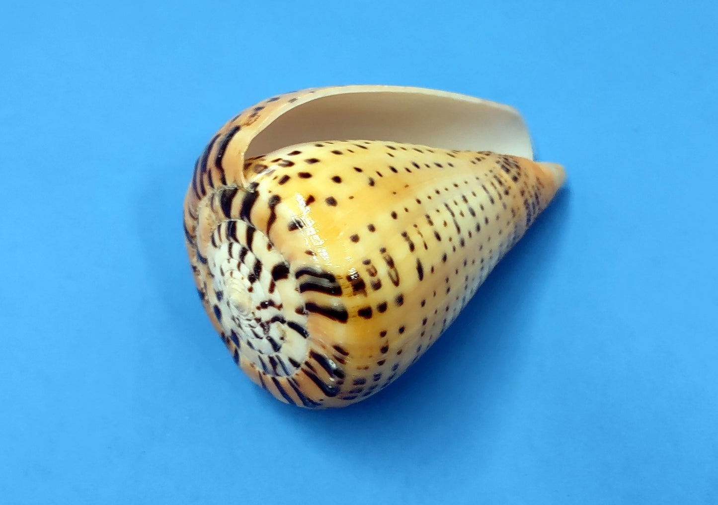 Beech Cone Polished Seashell - Conus Betulinus - (1 shell approx. 3.5-4 inches). Orange and black wrapped wide spiral shell with black dotted designs around the outer side. Copyright 2022 SeaShellSupply.com.