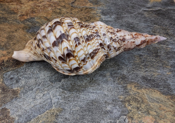 Pacific Triton - Charonia Tritonis - (1 shell approx. 10-11 inches). Brown and white dotted shell with ribs and a wide curled opening and long spiral. Copyright 2022 SeaShellSupply.com.