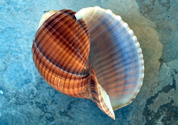 Large Tun Seashell - Tonna Oleria - (1 shell approx. 5-6 inches). A spiral shell with a multi shaded brown design on the shell. Copyright 2022 SeaShellSupply.com.
