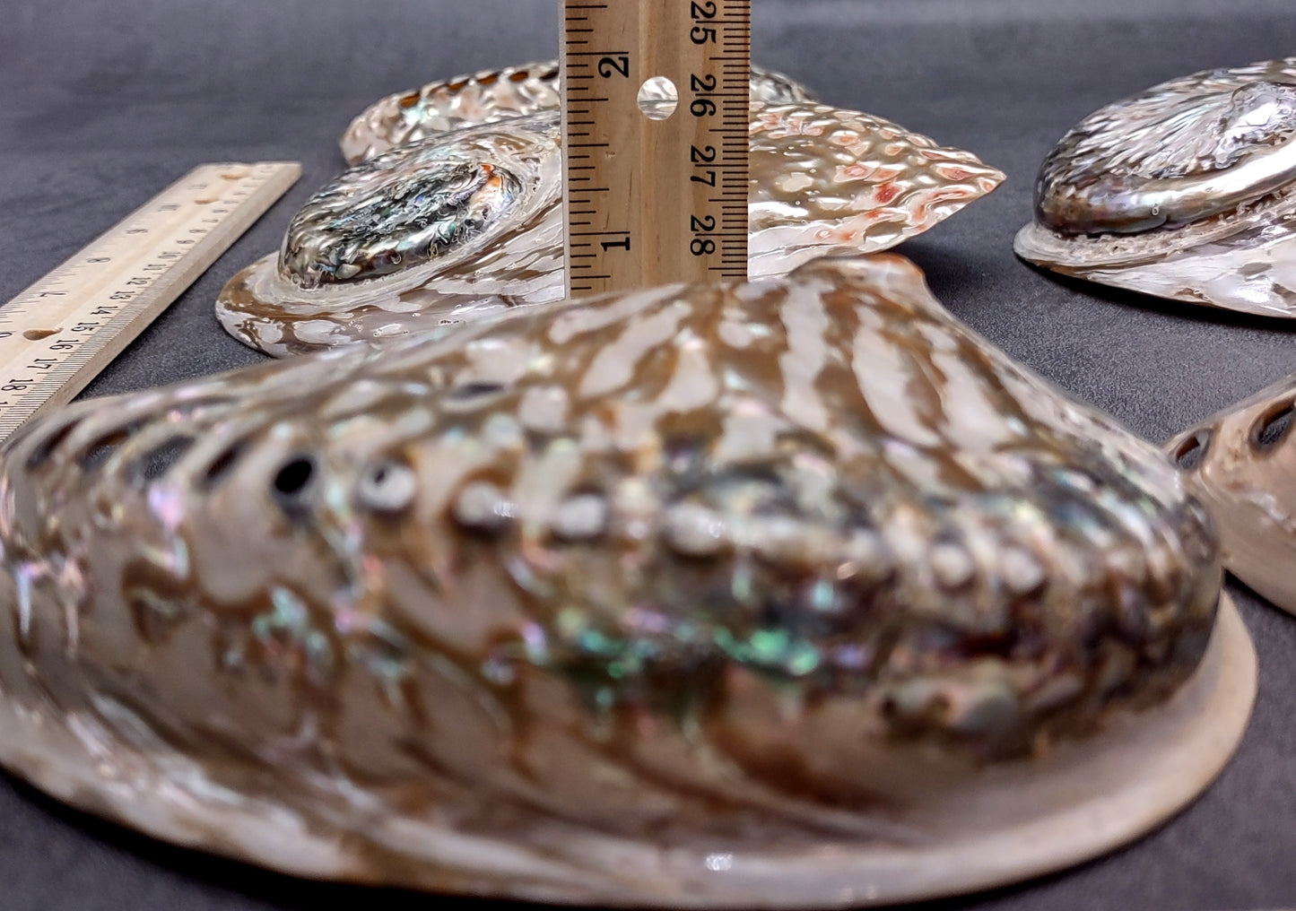 Polished White Abalone Midas Seashell Haliotis Midae (1 shell approx. 5+ inches) Iridescent shell polished for display, crafts & collecting!