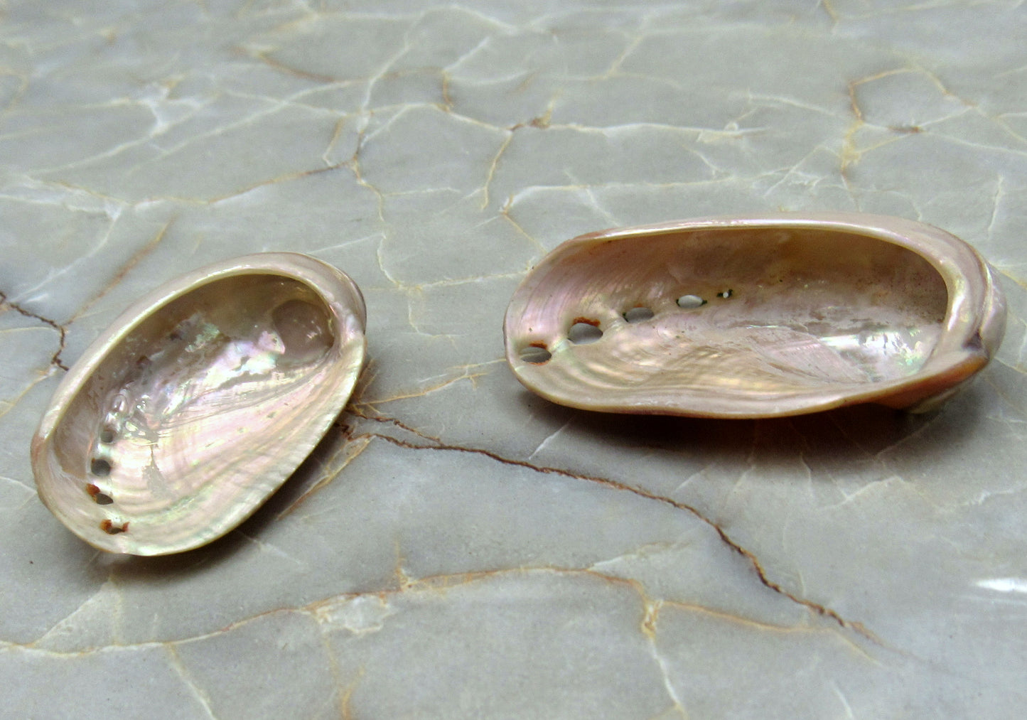 Polished Red Abalone Seashell Haliotis Rufescens (2 shells approx. 1.5+ inches) Polished sea shell amazing for arts & crafts or décor! Brown ombre polished shells. Copy right 2024 SeaShellSupply.com