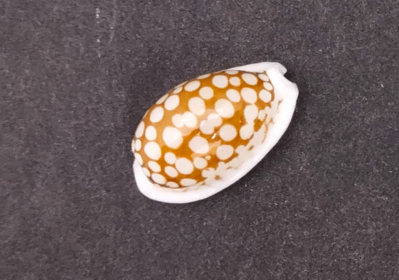 Small Sieve Cowrie - Cypraea Cribaraia - (1 shell, .75-.875 inches). Tan shell with white edges and spots along the back. Copyright 2022 SeaShellSupply.com.