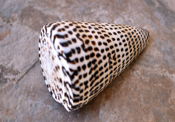 Lettered/Alphabet Cone Seashell - Conus Litteratus - (1 shell approx. 3-4 inches). one multi row and spotted shell. Copyright 2022 SeaShellSupply.com.