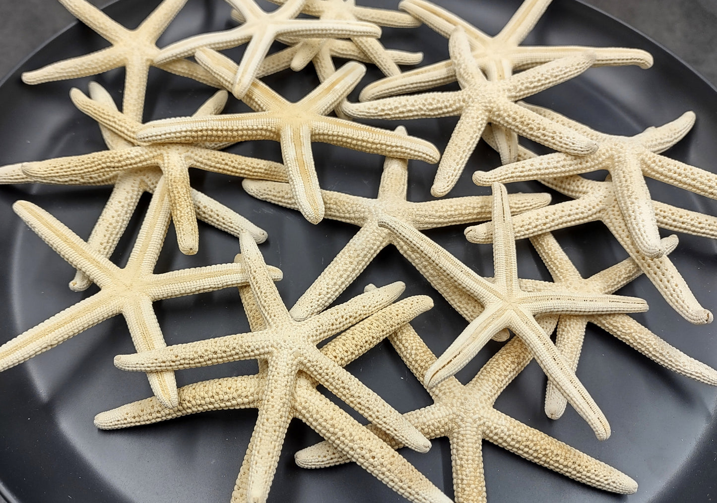 White Finger Starfish - Linckia Laevigata - (3 starfish approx. 3-4 inches) Great for ocean displays, art projects, crafts & collecting!. On dark background. Copyright 2022 SeaShellSupply.com.