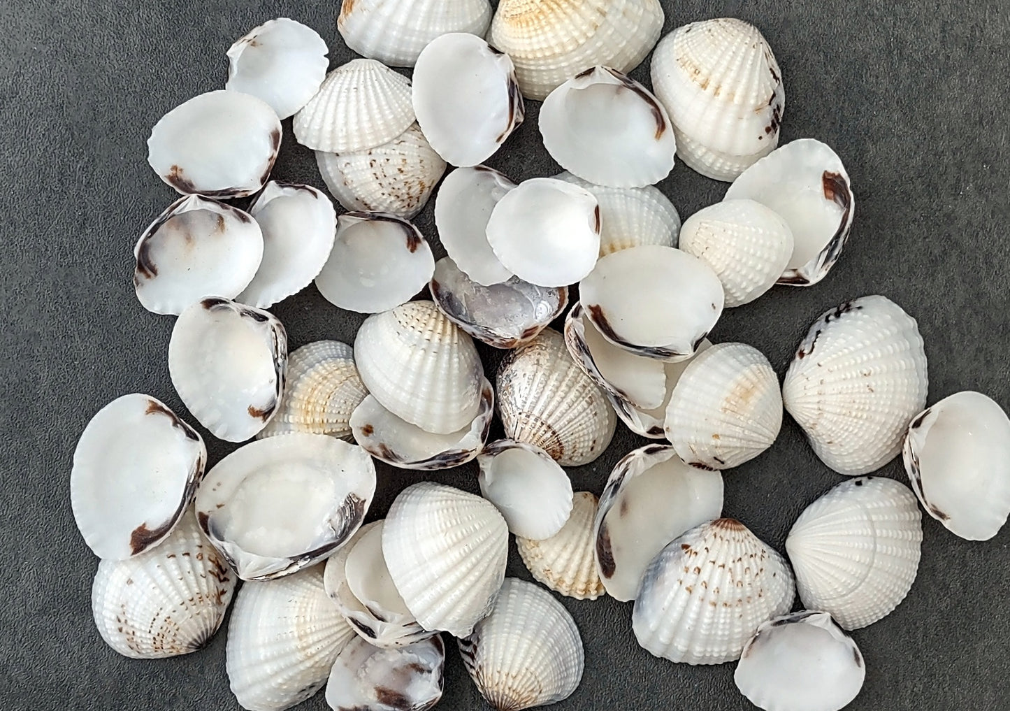 Speckled White Clam Shells - Clycymeris Pectunculus - (approx. 40-50 shells .75-1.5 inches) on dark grey background. Copyright 2022 SeaShellSupply.com.