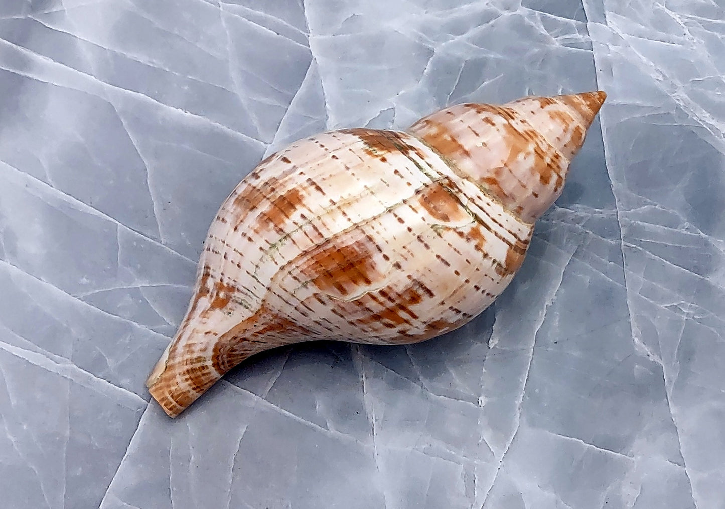 True Tulip Seashell - Fasciolaria Tulipa - (1 shell approx. 3-4 inches). Multiple shells laying to show the different angles of the coloring, shape, and patterns. Copyright 2022 SeaShellSupply.com.