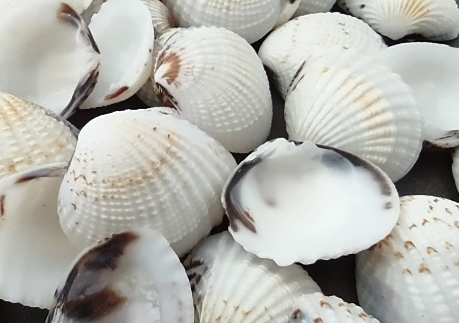 Speckled White Clam Shells - Clycymeris Pectunculus - (approx. 40-50 shells .75-1.5 inches) on dark grey background. Copyright 2022 SeaShellSupply.com.