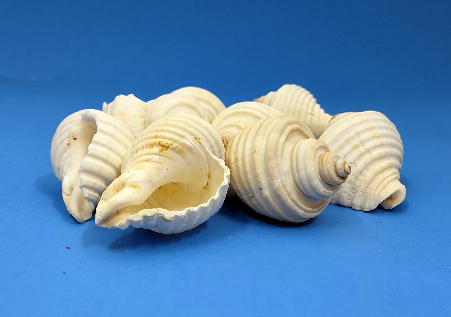 Groovy White Shells - Macron Aethiops - (8 shells approx. 2-2.5 inches). Multiple white ribbed spiral shells in a pile. Copyright 2022 SeaShellSupply.com.